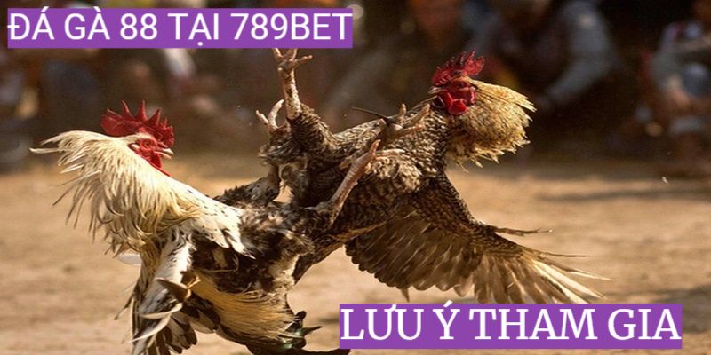 Một vài lưu ý khi tham gia chọi gà 88 tại 789Bet